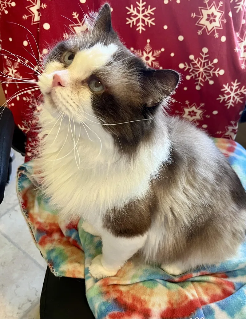 An adult large-sized male Seal Point Ragdoll cat named Frankie for adoption in valparaiso, IN