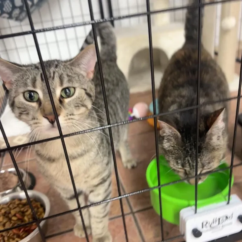 An adult medium-sized male Gray / Blue / Silver Domestic Short Hair cat named Aladdin for adoption in Chillicothe, IL