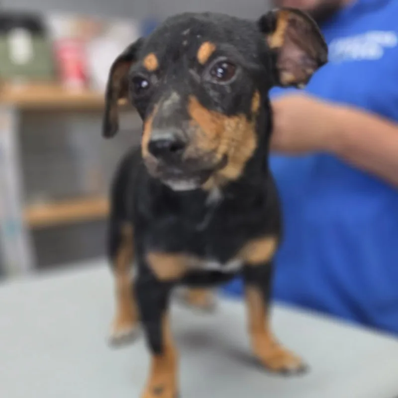 An adult small-sized female Dachshund dog named Princess Dela Cruz  for adoption in Chino Hills, CA