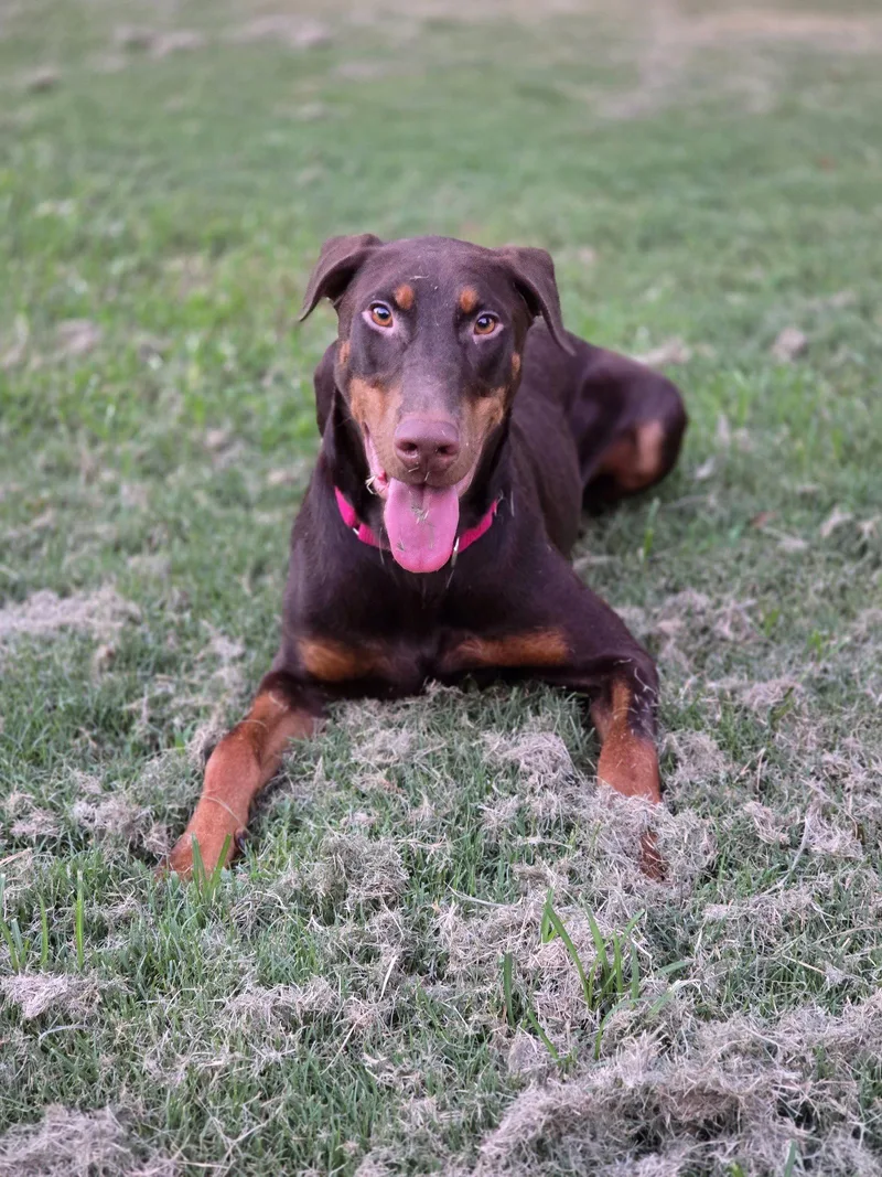 An adult large-sized male Doberman Pinscher dog named Ryker for adoption in Social Circle, GA