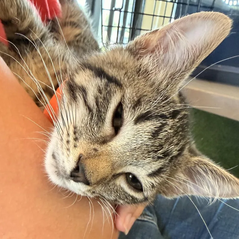 A baby small-sized male Brown / Chocolate Domestic Short Hair cat named Fly for adoption in Leander, TX