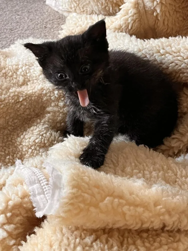 A baby small-sized female Domestic Short Hair cat named Peep for adoption in Oak Park, MI