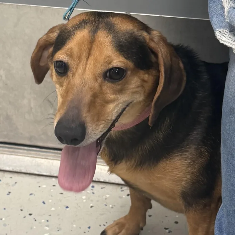 An adult small-sized female Black Beagle dog named Starla for adoption in Marion, VA