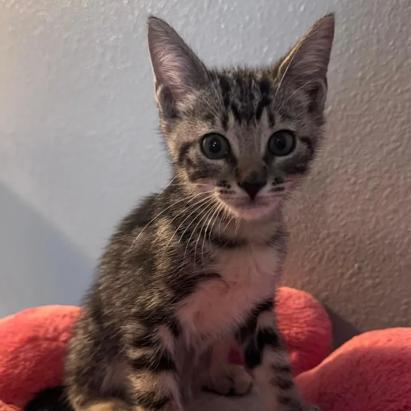 A baby small-sized male Brown / Chocolate Domestic Short Hair cat named Clarence for adoption in TITUSVILLE, FL