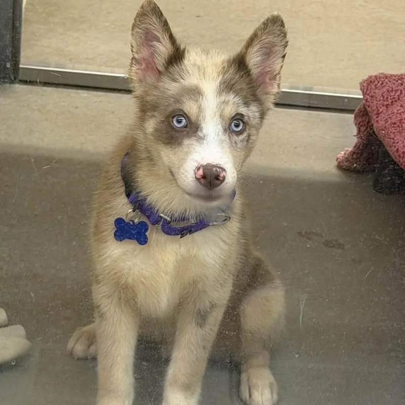A baby medium-sized male Pomeranian dog named Rambo for adoption in Columbia, IL