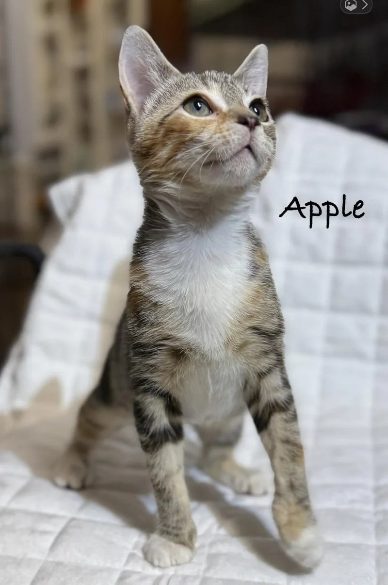 A baby medium-sized female Calico Domestic Short Hair cat named Apple for adoption in Pawleys Island, SC