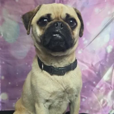 An adult small-sized male Yellow / Tan / Blond / Fawn Pug dog named Bald Bob for adoption in Fort Collins, CO