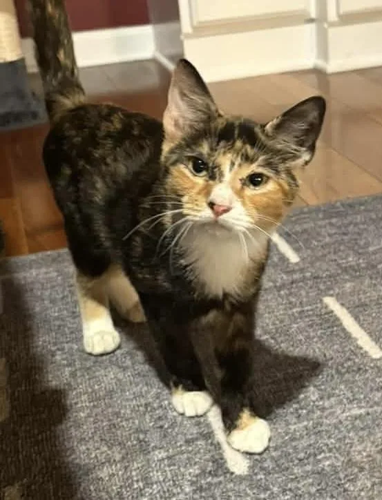 A baby medium-sized female Calico Domestic Short Hair cat named Eva for adoption in Breinigsville, PA