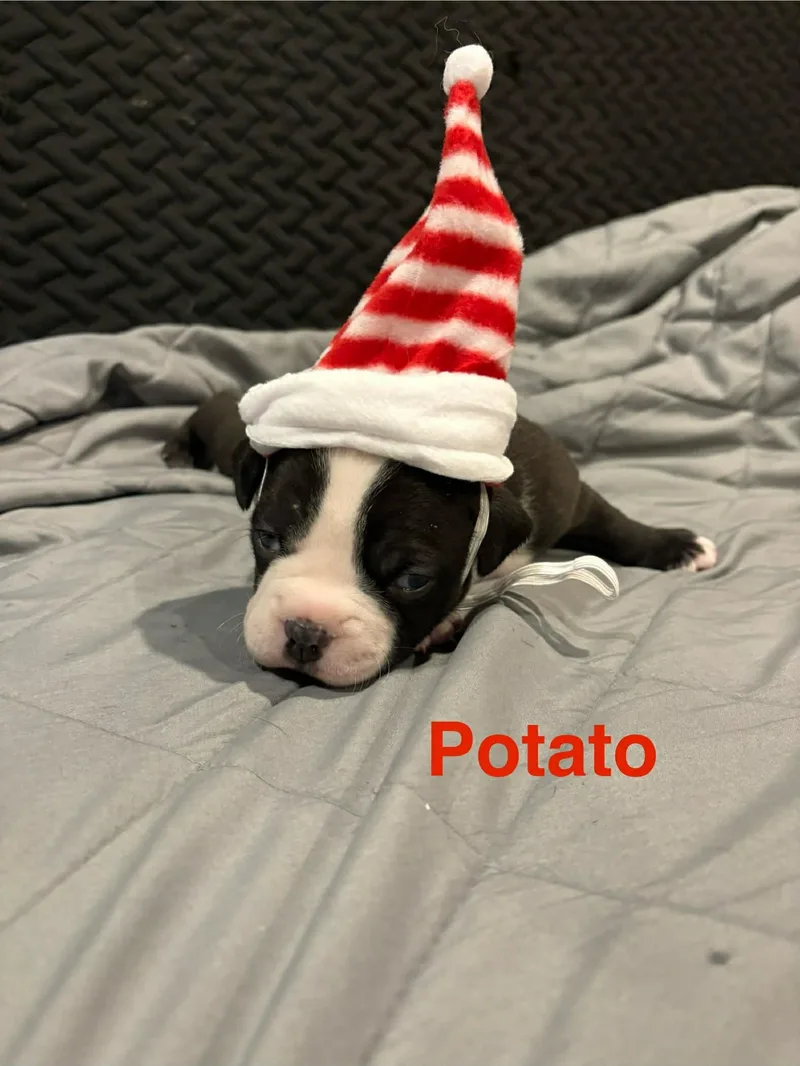 Potato thumbnail 5