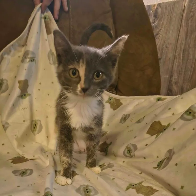 A baby small-sized female Gray / Blue / Silver Domestic Short Hair cat named Stella for adoption in Pittsburg, KS