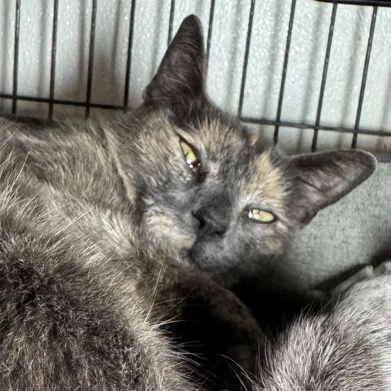 A young medium-sized female Domestic Short Hair cat named Hannah for adoption in Saginaw, MI
