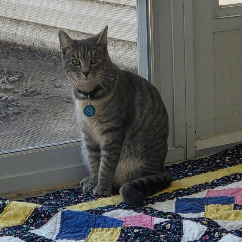 A young medium-sized male Tabby (Gray / Blue / Silver) Domestic Short Hair cat named Shane for adoption in Bridgeville, PA