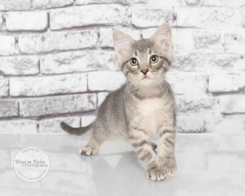 A baby medium-sized male Gray / Blue / Silver Domestic Short Hair cat named Warner for adoption in Tuscaloosa, AL