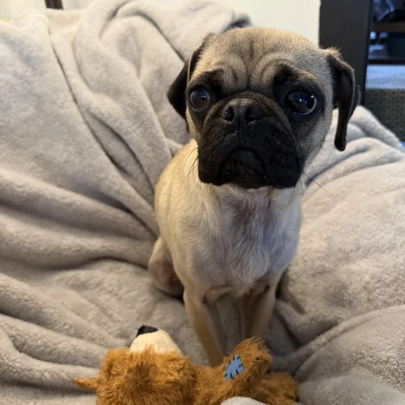 An adult small-sized female Pug dog named Miso ~ Coming Soon!!! for adoption in Chicago, IL