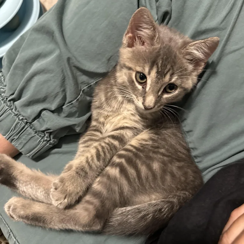 A baby small-sized male Tabby (Gray / Blue / Silver) Domestic Short Hair cat named Blitzwing for adoption in Warminster, PA