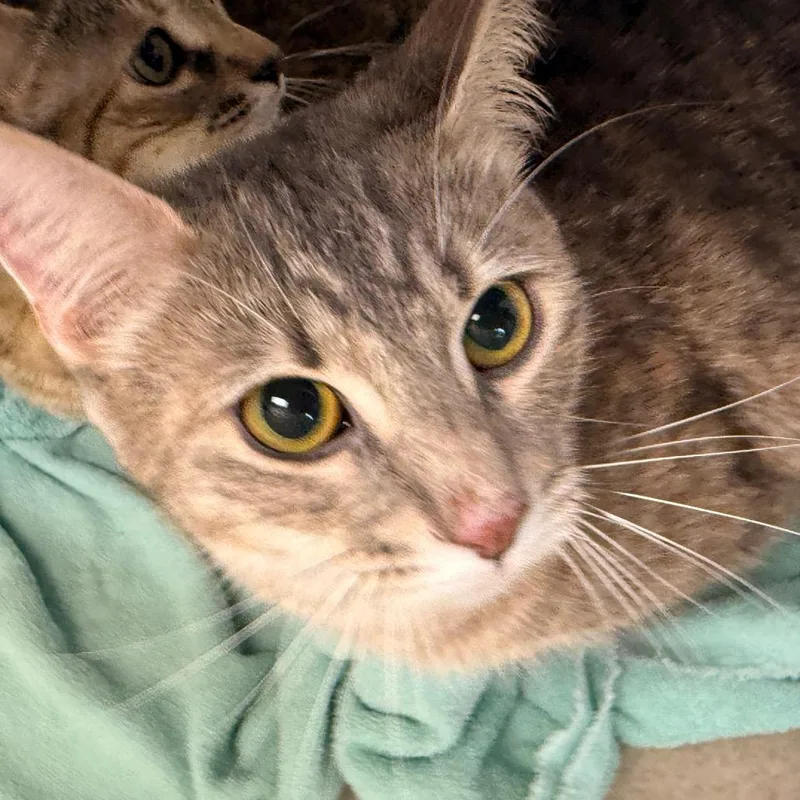 A young small-sized female Tortoiseshell Domestic Short Hair cat named Maddie for adoption in Evansville, IN