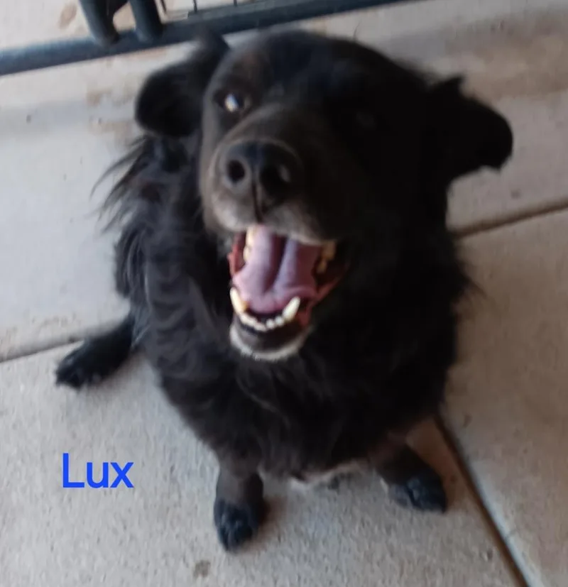 Lux thumbnail 2