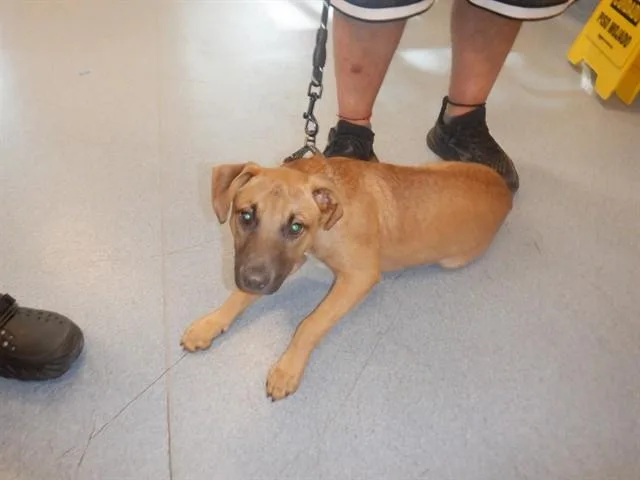 A baby medium-sized female Black Mouth Cur dog named Baby Girl for adoption in San Jose, CA