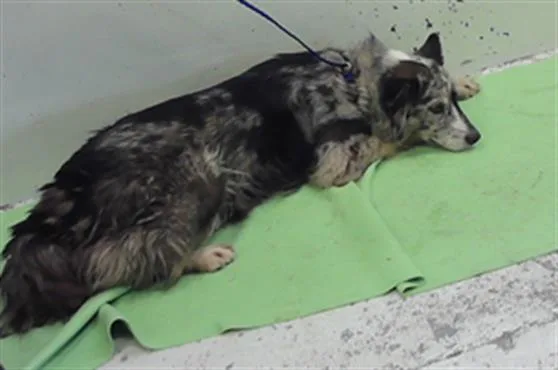 An adult medium-sized female Australian Shepherd dog named Emberly for adoption in Houston, TX