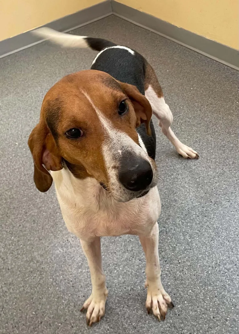 An adult medium-sized male Treeing Walker Coonhound dog named Rocky for adoption in Covington, VA