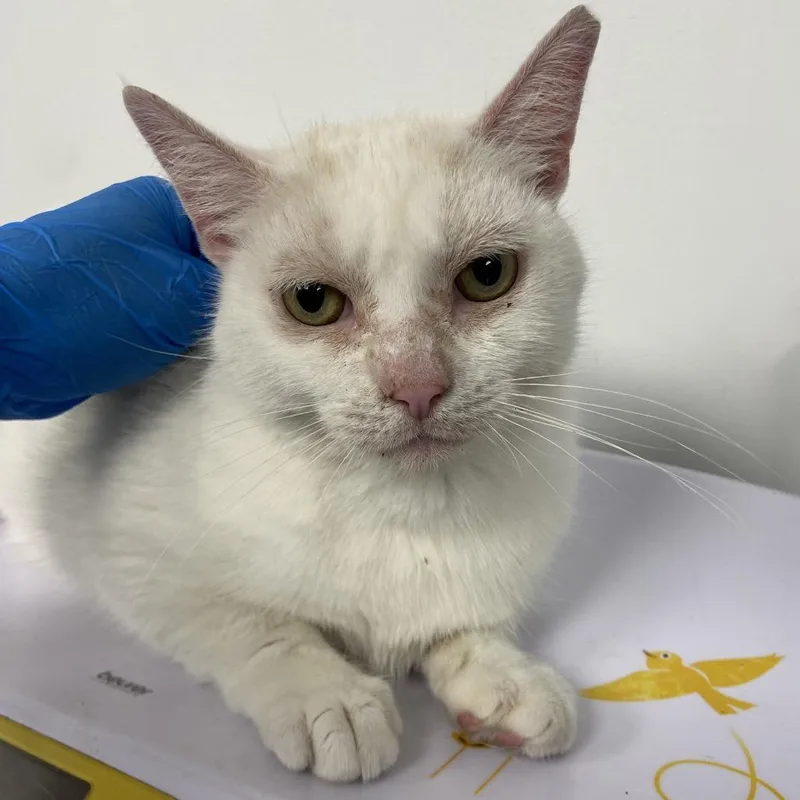An adult large-sized female Domestic Medium Hair cat named Duchess for adoption in Allentown, PA