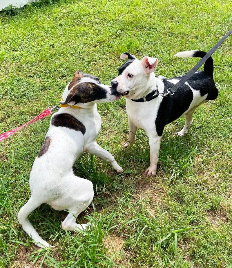 Daisie Duke thumbnail 4