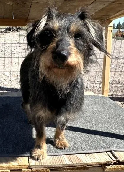 An adult small-sized female Dachshund dog named Purpy for adoption in Phoenix, AZ