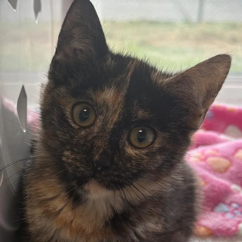 A baby small-sized female Tortoiseshell Domestic Short Hair cat named Sarah for adoption in East Hanover, NJ
