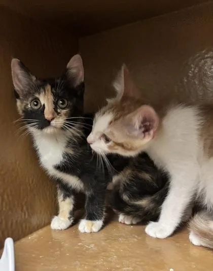 A young small-sized female Domestic Short Hair cat named Tangerine for adoption in Phoenix, AZ