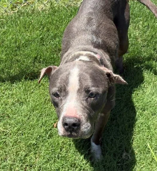 An adult large-sized female Pit Bull Terrier dog named Sapphire for adoption in Tulsa, OK