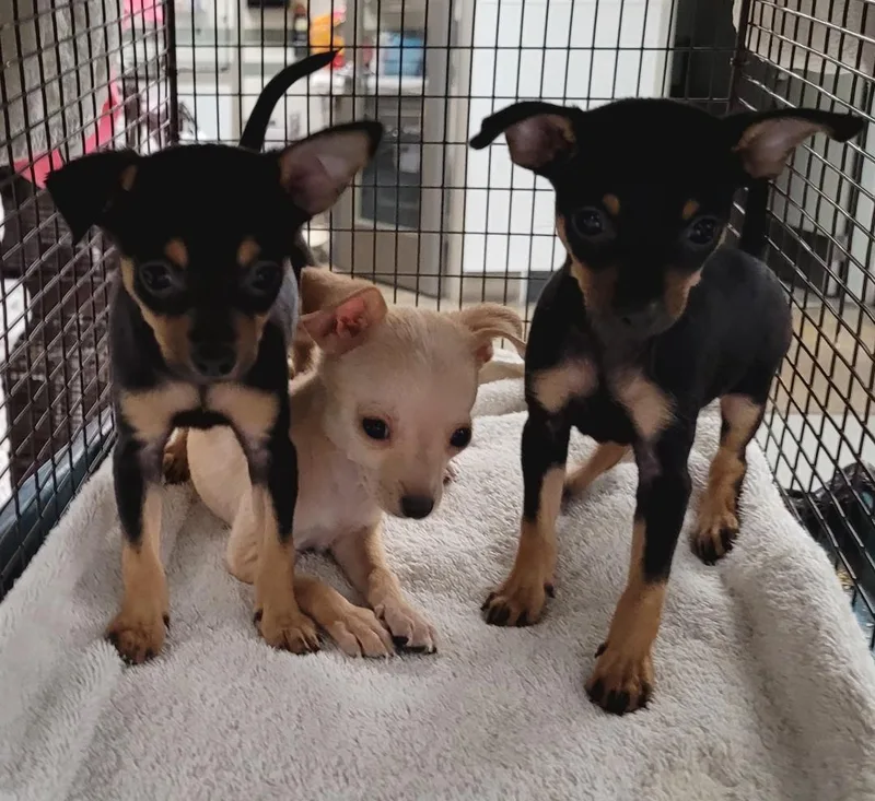 A baby small-sized female Chihuahua dog named Sunny for adoption in Los Angeles, CA
