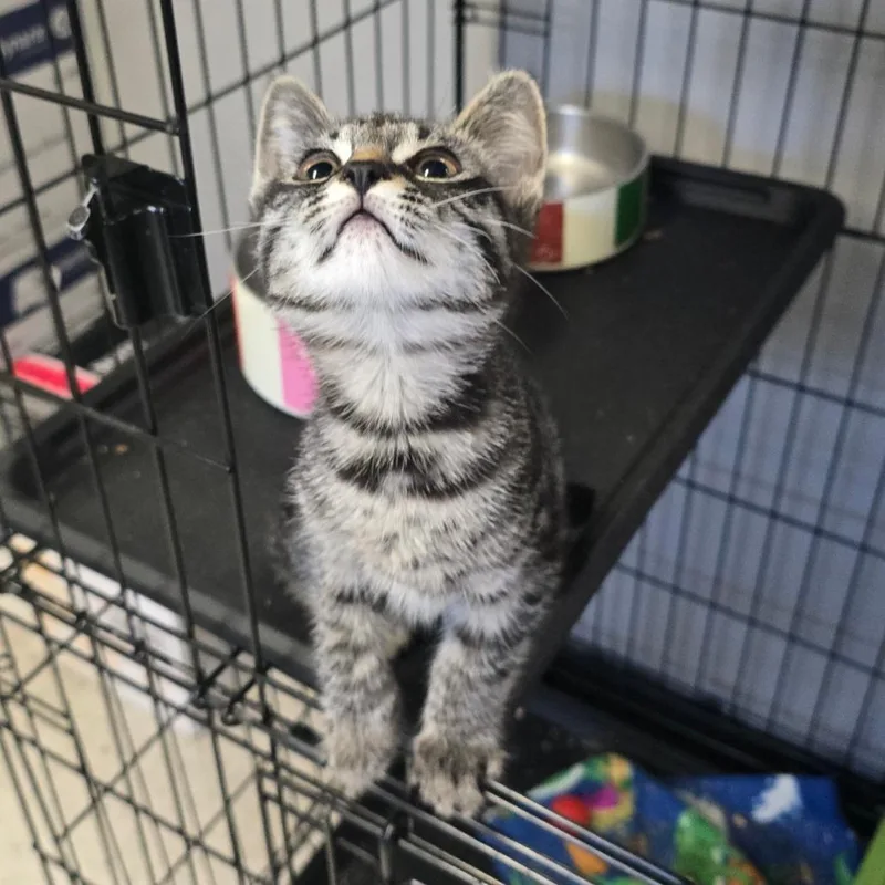 A baby small-sized female Brown / Chocolate Domestic Short Hair cat named Wren for adoption in Spokane, WA