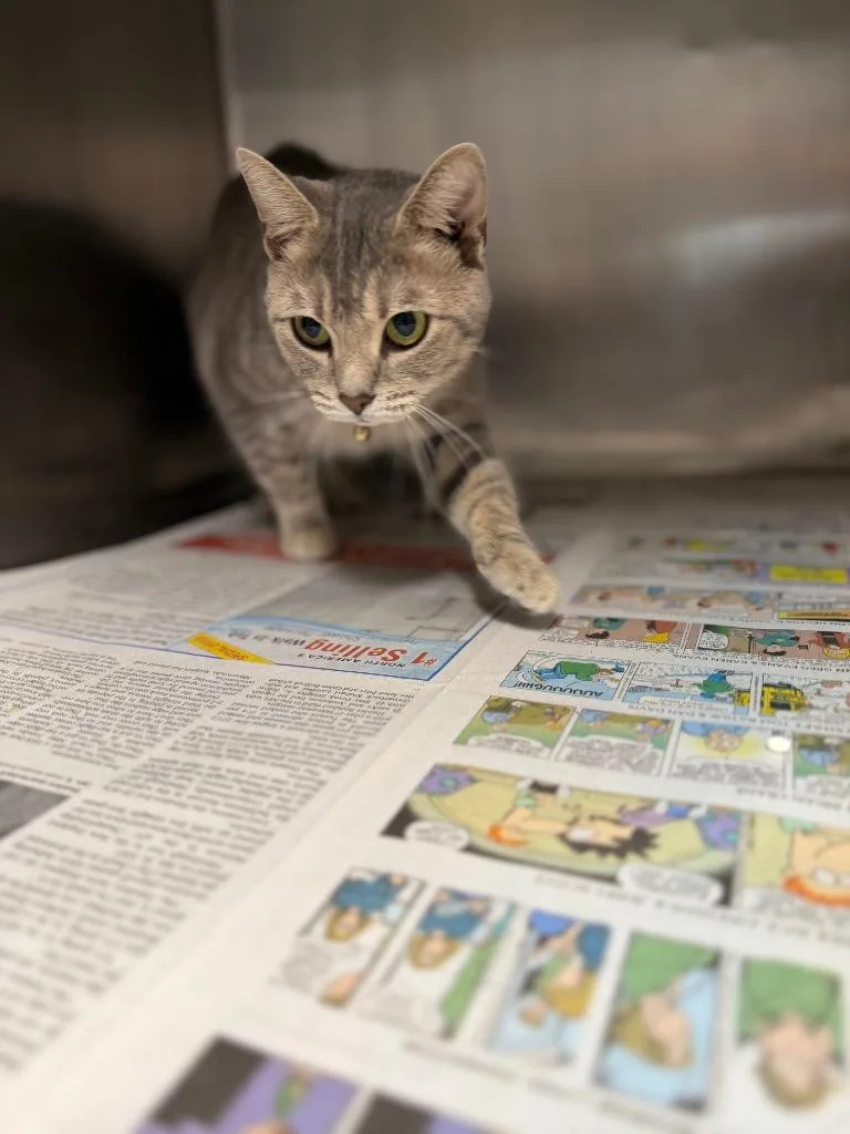 A young medium-sized female Domestic Short Hair cat named Luna for adoption in Hopkinsville, KY