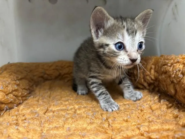 A baby small-sized female Domestic Short Hair cat named Bumble Bee for adoption in Garland, TX