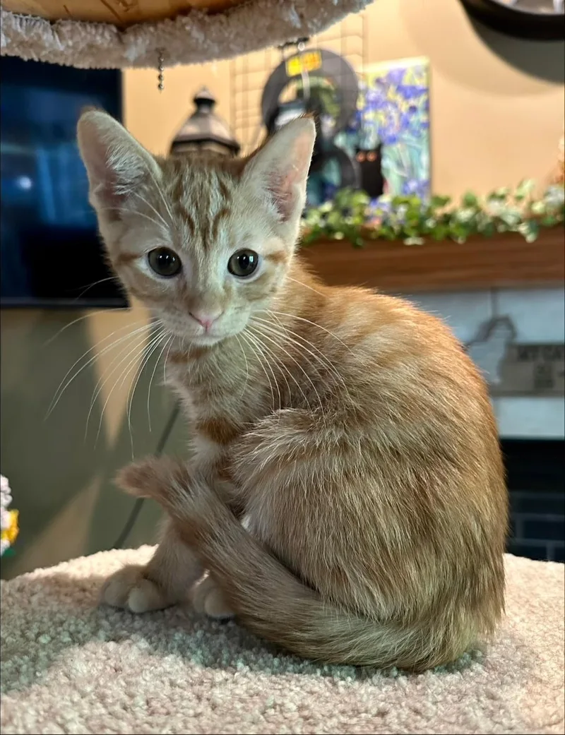 A baby medium-sized male Orange / Red Domestic Short Hair cat named Obb for adoption in Mokena, IL