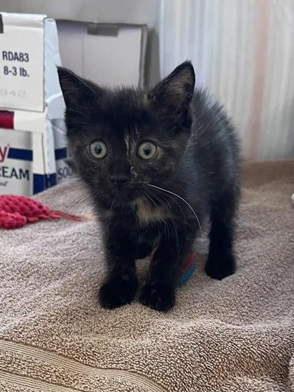 A baby small-sized female Domestic Short Hair cat named Marcela Fifi for adoption in Westland, MI