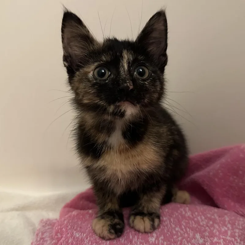 A baby small-sized female Tortoiseshell Domestic Short Hair cat named Mocha for adoption in Evansville, IN