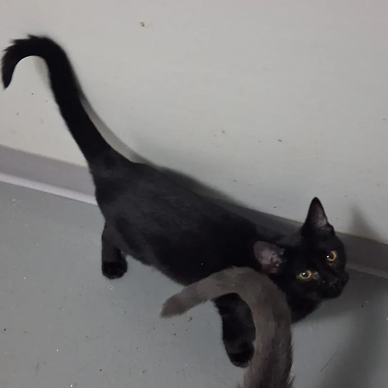 A baby medium-sized female Black Domestic Short Hair cat named Brandy for adoption in Iowa Falls, IA