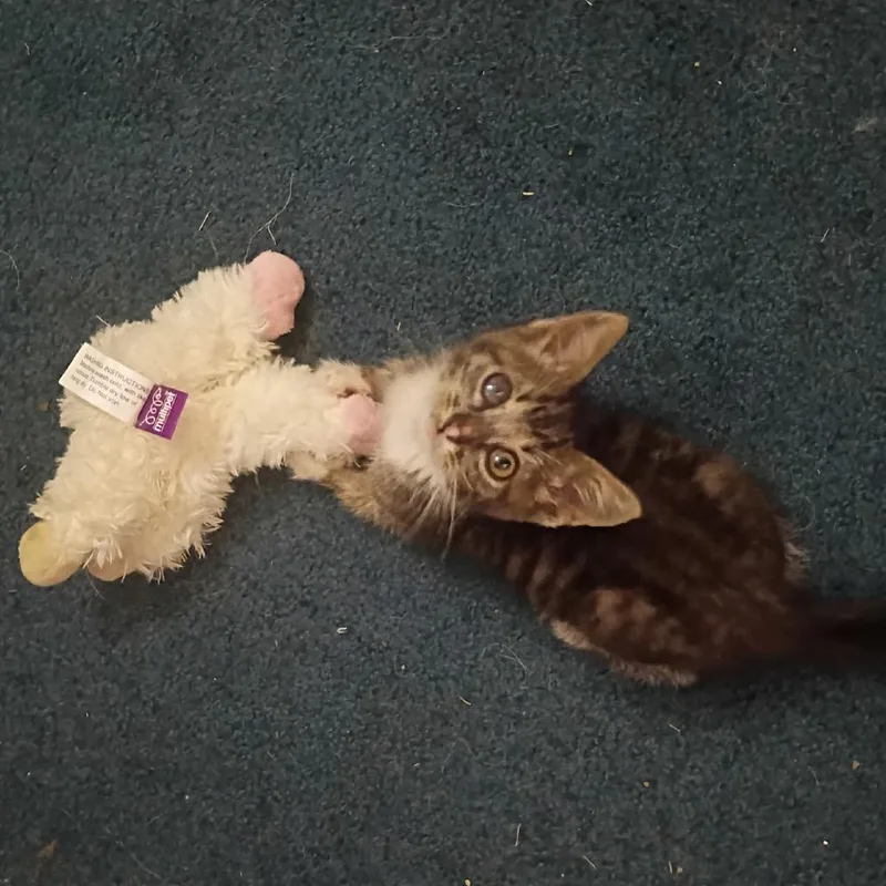 Goose thumbnail 5