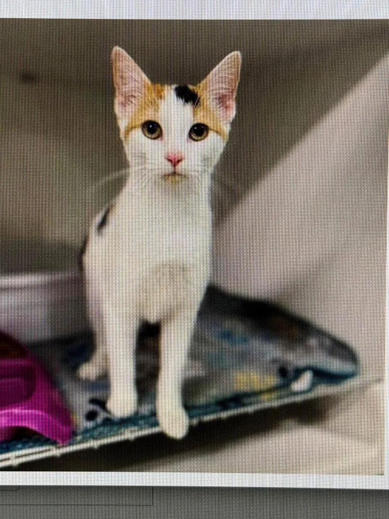 A young medium-sized female Domestic Short Hair cat named Katie for adoption in Cromwell, KY