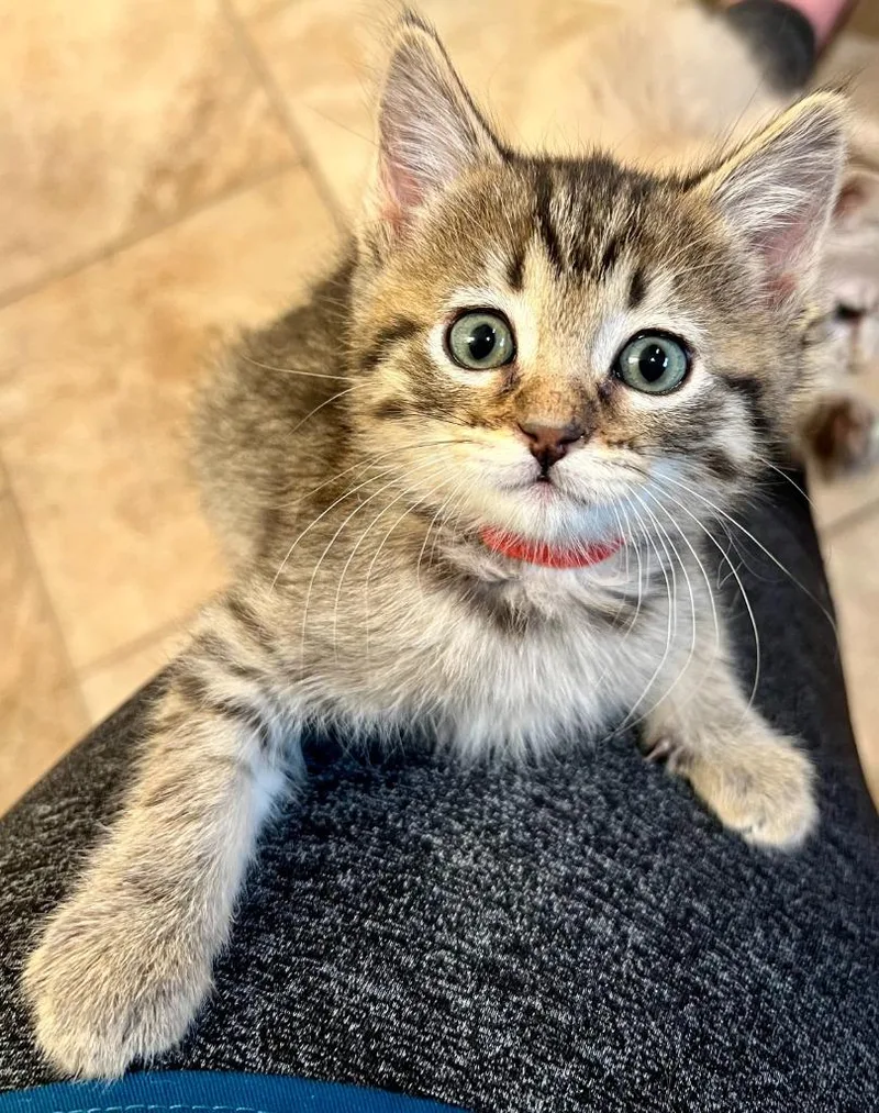 A baby medium-sized female Domestic Short Hair cat named Acura for adoption in Salt Lake City, UT
