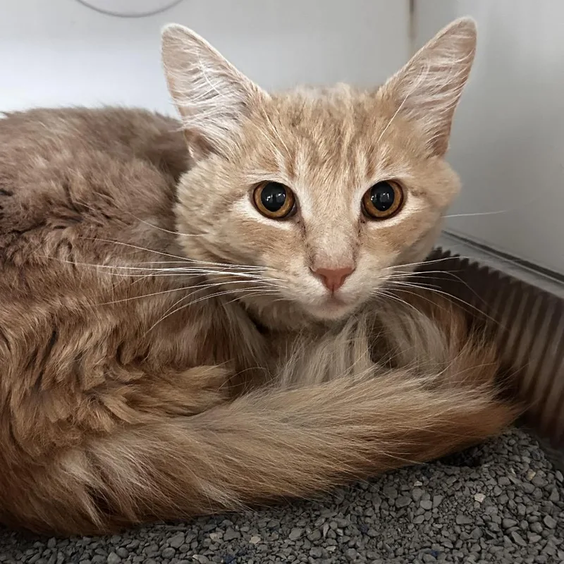 An adult medium-sized male Orange / Red Domestic Medium Hair cat named Ganondorf for adoption in Dearborn, MI