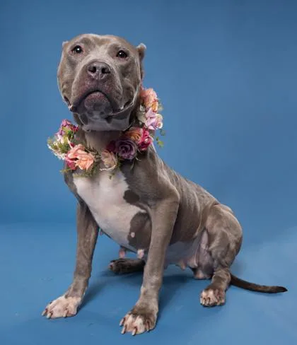An adult medium-sized female Mixed Breed dog named Valencia for adoption in Atlanta, GA