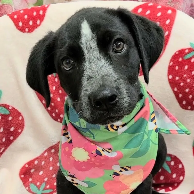 A young medium-sized male Mixed Breed dog named Warrior for adoption in Woolwich, ME
