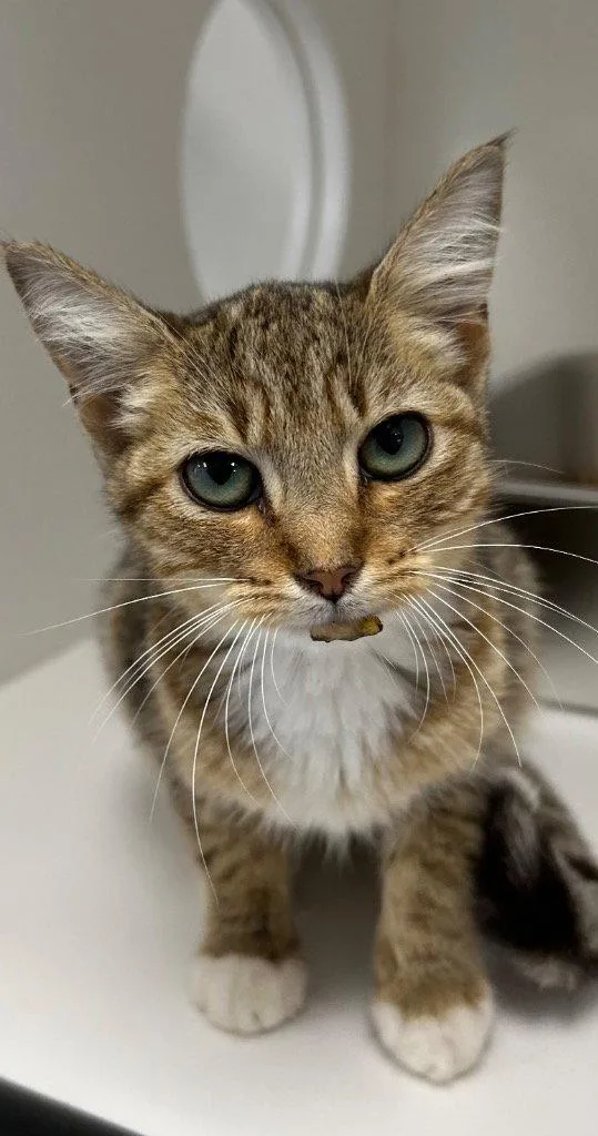 A baby medium-sized female Domestic Short Hair cat named Anna for adoption in Tarboro, NC
