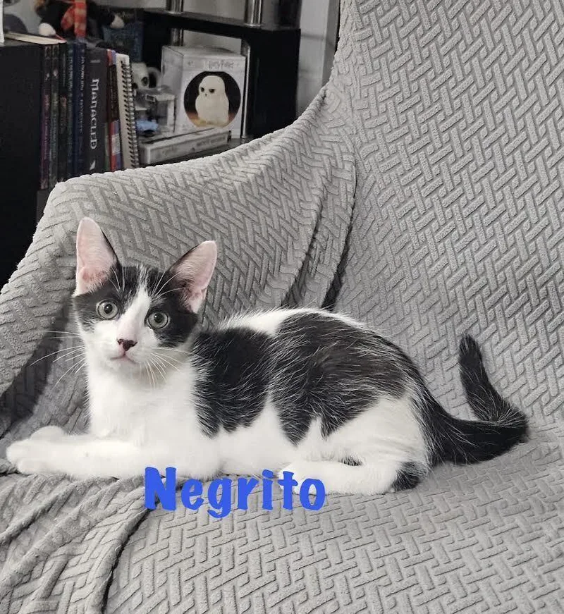 A young small-sized male Black & White / Tuxedo Domestic Short Hair cat named Negrito for adoption in Naranjito, PR