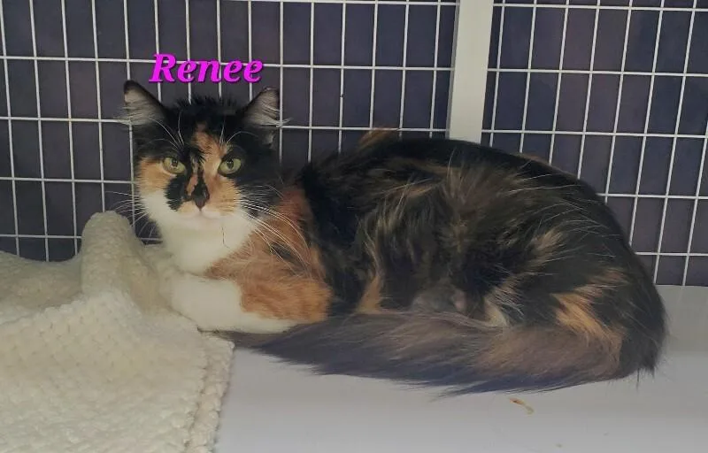 An adult medium-sized female Domestic Long Hair cat named Renee for adoption in Diamond Springs, CA