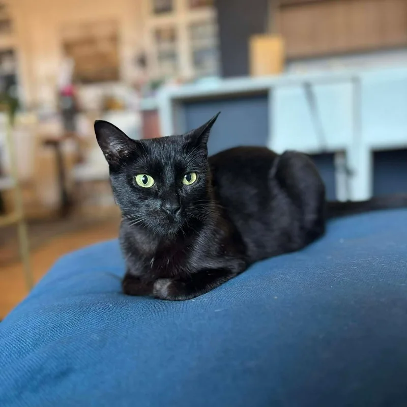 Mama Nori thumbnail 4