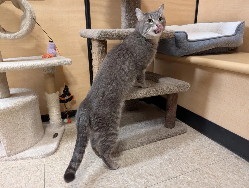An adult large-sized male Tabby (Gray / Blue / Silver) Domestic Short Hair cat named Sylvester for adoption in Barrington Hills, IL