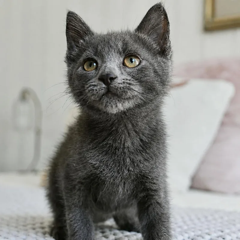 A baby small-sized male Gray / Blue / Silver Domestic Short Hair cat named Sherman for adoption in Lutz, FL